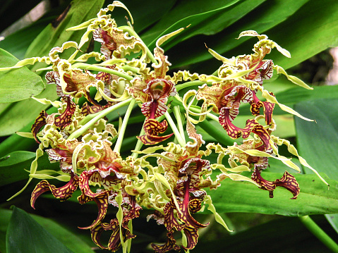 Dendrobium spectabile – Floração em 3 anos – Orquidário Colorado